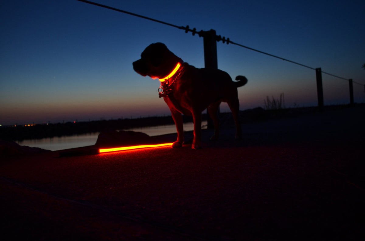 GlowPup™ – LED Safety Collar for Nighttime Walks