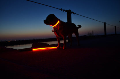 GlowPup™ – LED Safety Collar for Nighttime Walks